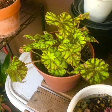 Begonia 'Tiger Paws'