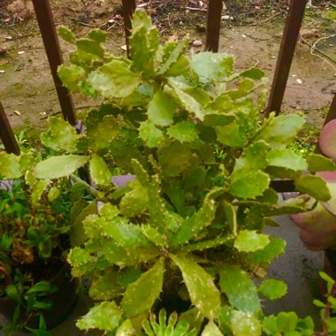 Brasiliopuntia brasiliensis syn. Opuntia brasiliensis