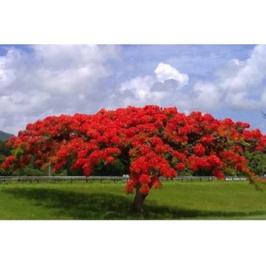 Euphorbia pulcherrima