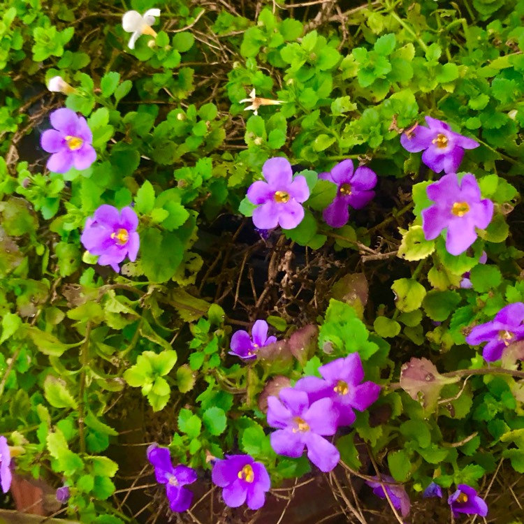 Plant image Sutera Cordata 'Abunda Colossal Blue syn. 'Bacopa 'Abunda Colossal Blue'