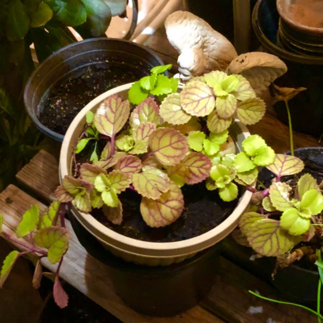 Plant image Pilea nummulariifolia