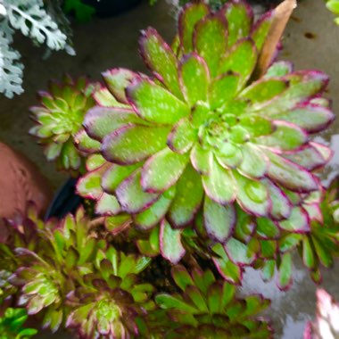 Aeonium Mardi Gras