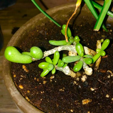 Cotyledon sinus alexandri