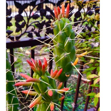 Opuntia Subulata