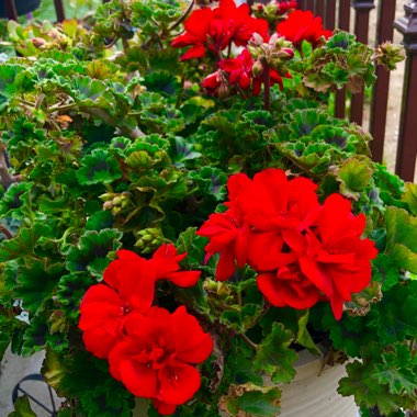 Pelargonium 'Pacan' (Quality Line Series) syn. Pelargonium 'Anthony'