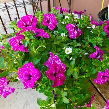 Petunia 'Kleph17342' syn. Petunia 'Pink Sky', Petunia 'BabyDoll', Petunia 'Headliner Pink Sky'