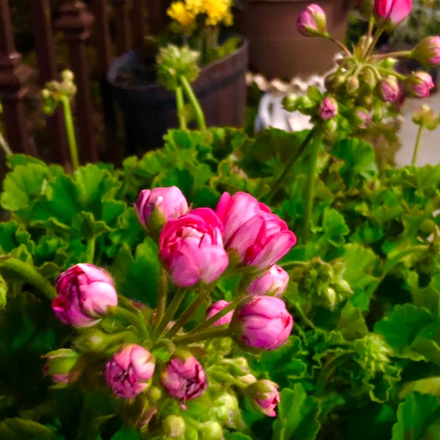 Plant image Pelargonium 'Peqz0002' (Calliope Series) syn. Pelargonium 'Calliope Lavender Rose'