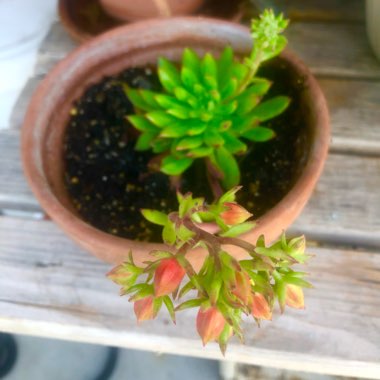 Echeveria Spruce Oliver