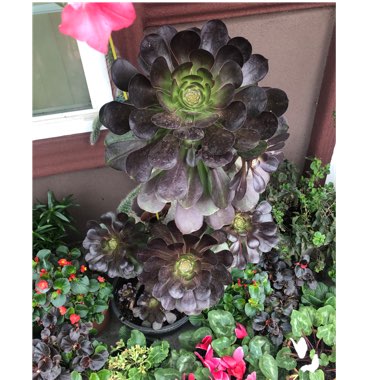 Aeonium Cyclops