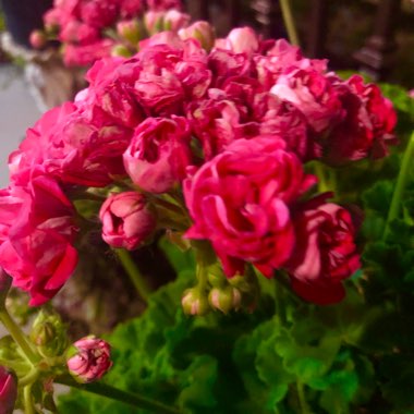 Pelargonium 'Peqz0002' (Calliope Series) syn. Pelargonium 'Calliope Lavender Rose'