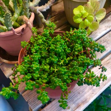 Sedum ‘Old Man Bones'