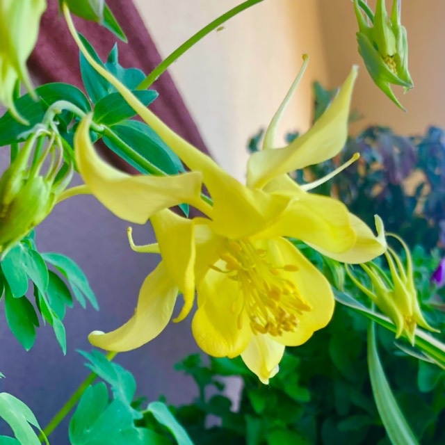 Plant image Aquilegia chrysantha