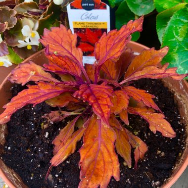 Coleus 'Flamethrower Habanero 