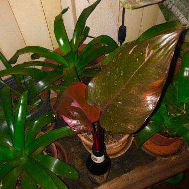 Philodendron 'Pink Princess' syn. Philodendron erubescens 'Pink Princess'