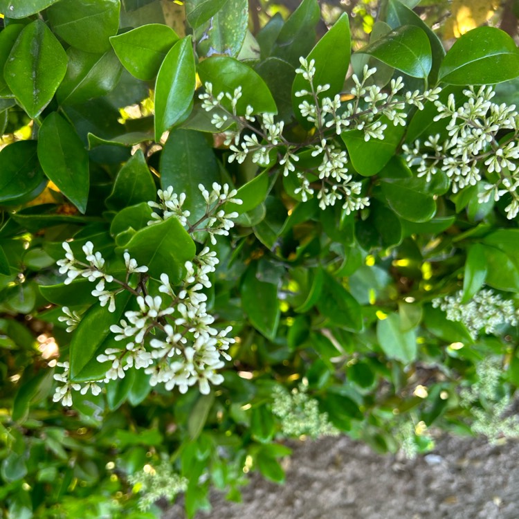 Plant image Ligustrum ovalifolium