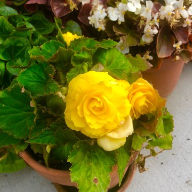 Begonia 'Nonstop Yellow Joy”