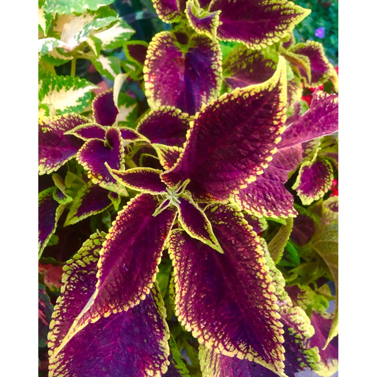 Plant image Plectranthus scutellarioides 'Crimson Gold'