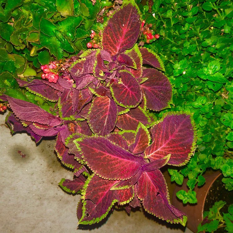 Plant image Solenostemon scutellarioides 'Pas2030' (Wizard Series) syn. Solenostemon scutellarioides 'Wizard Sunset'