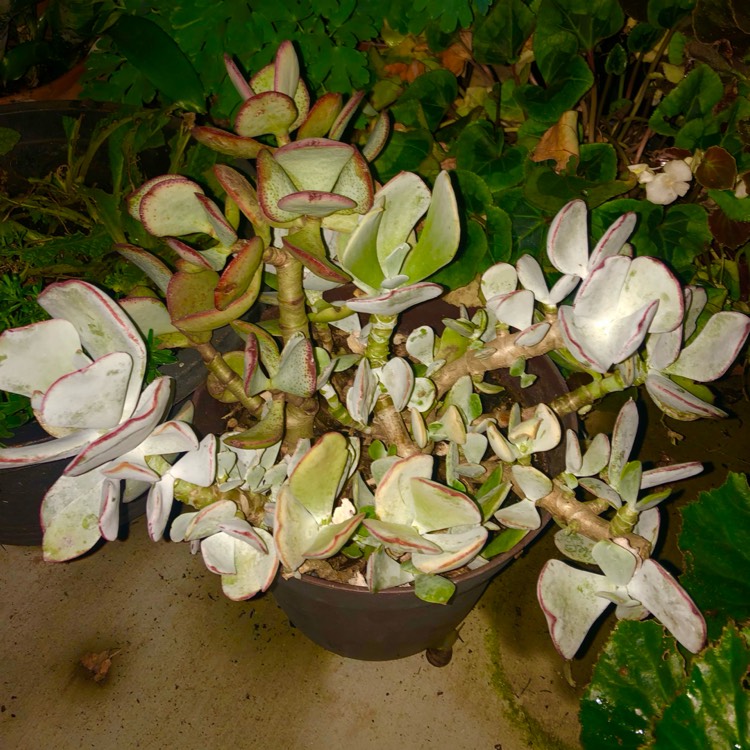 plant image 1683974