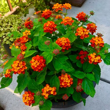 Lantana camara 'Radiation'