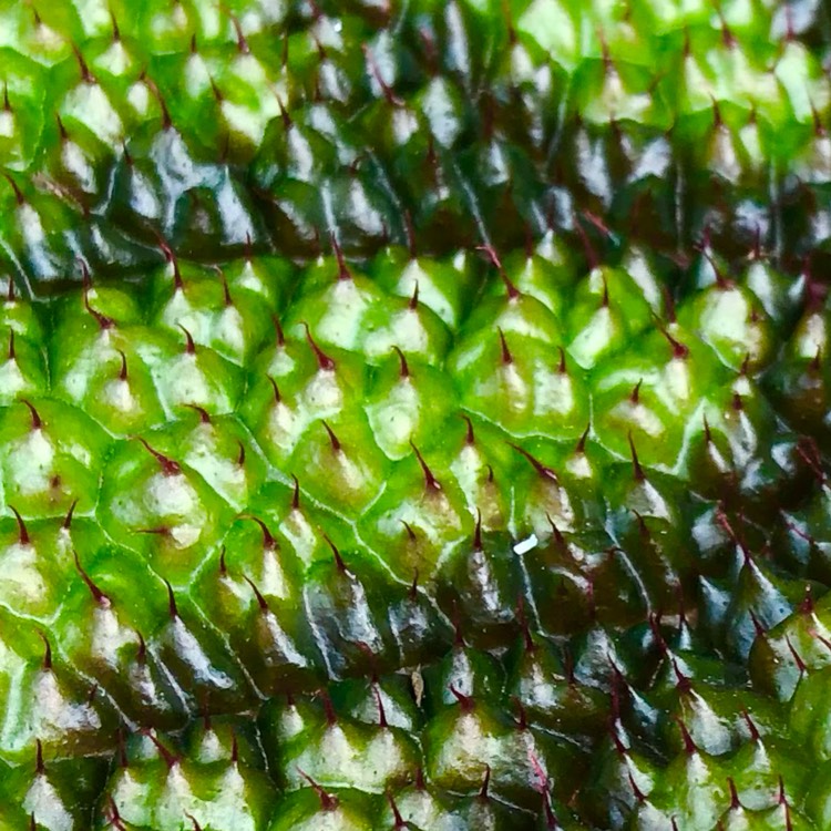 plant image 1689950