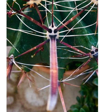 Ferocactus Lindsayi