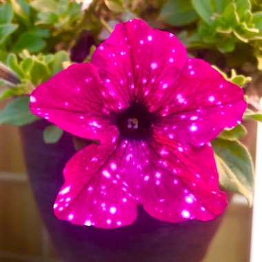 Petunia 'Kleph17342' syn. Petunia 'Pink Sky', Petunia 'BabyDoll', Petunia 'Headliner Pink Sky'