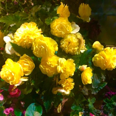 Begonia 'Nonstop Yellow Joy”