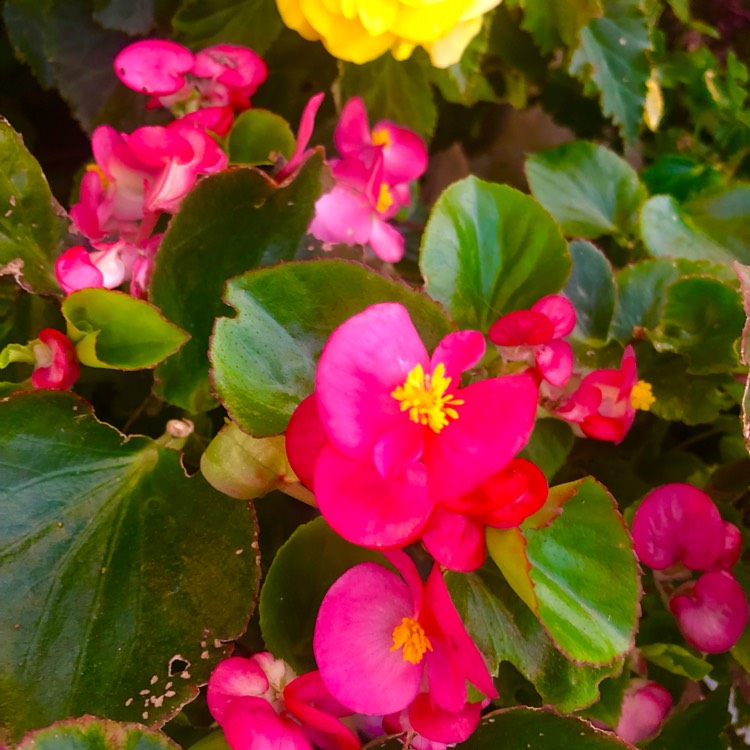 Plant image Begonia x hiemalis 'Elatior'