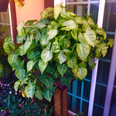 Syngonium podophyllum 'White Butterfly'