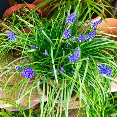 Muscari armeniacum