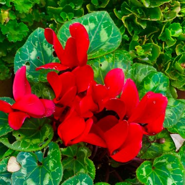 Cyclamen 'Latinia Wine Red' (Latinia Series)