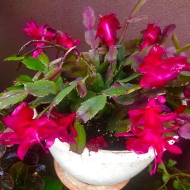 Schlumbergera truncata Rio Brazil