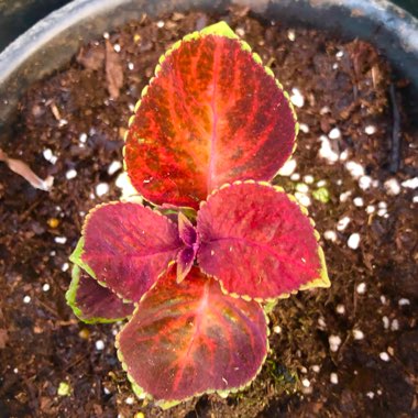 Solenostemon scutellarioides 'Pas2020' (Wizard Series) syn. Solenostemon scutellarioides 'Wizard Pastel'