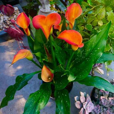 Zantedeschia 'Sunrise'