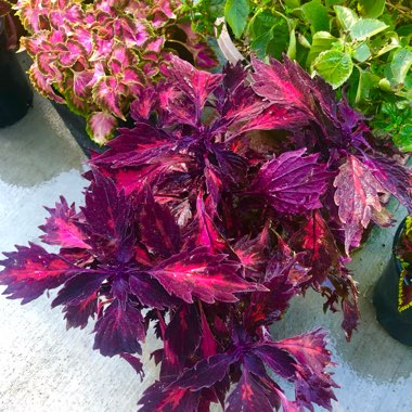 Coleus 'Stained Glassworks, Royalty”