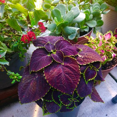 Coleus 'Main Street Road”