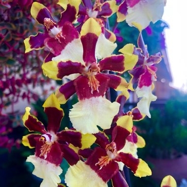 Oncidium 'Golden Showers'