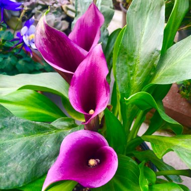 Zantedeschia rehmannii 'Cantor'