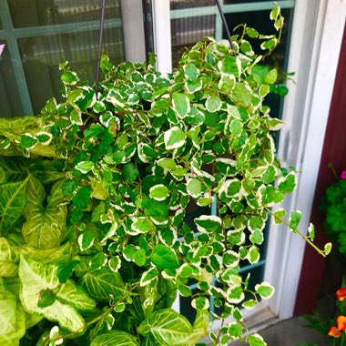 Creeping Fig Variegated 