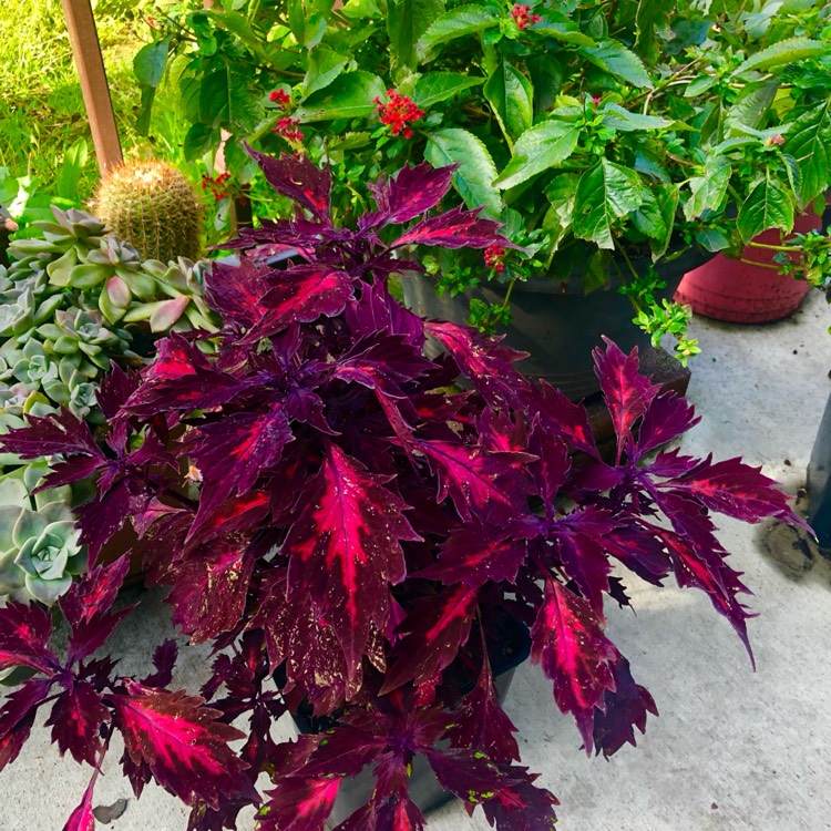 Plant image Coleus 'Stained Glassworks, Royalty”