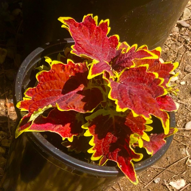 Coleus ‘Vucan', Coleus ‘Vulcan' - uploaded by @docthrill