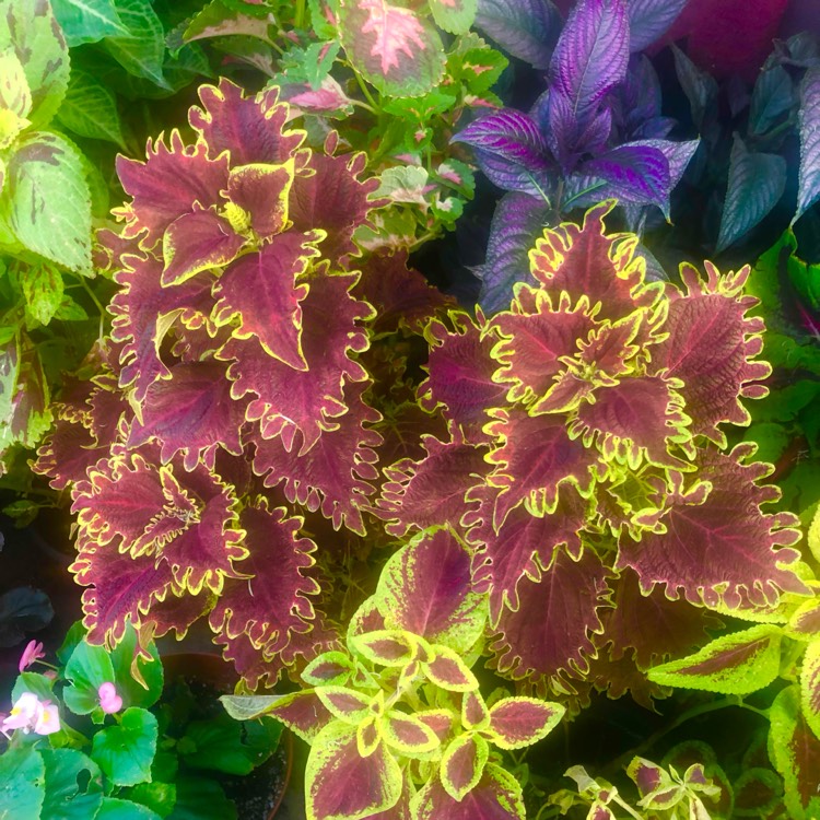 Coleus ‘Vucan', Coleus ‘Vulcan' - uploaded by @docthrill