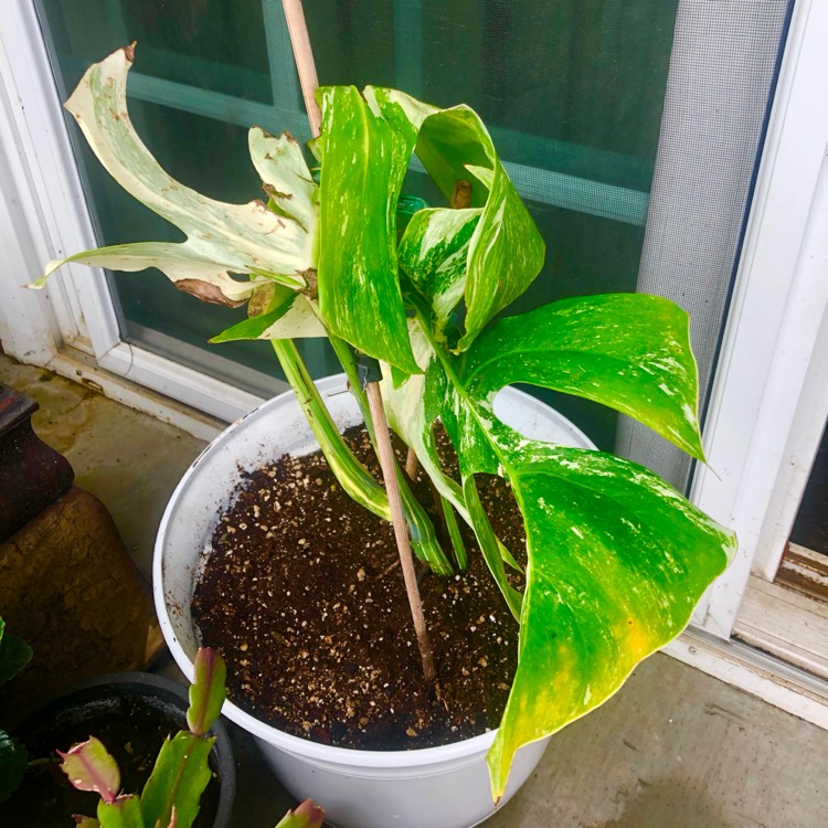 Plant image Monstera deliciosa 'Borsigiana Albovariegata' syn. Monstera borsigiana 'Albovariegata'