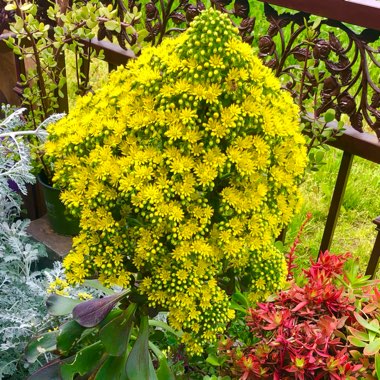 Aeonium Cyclops