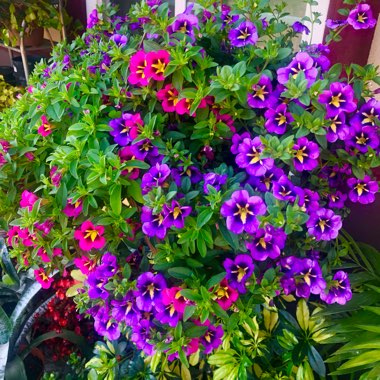 Calibrachoa