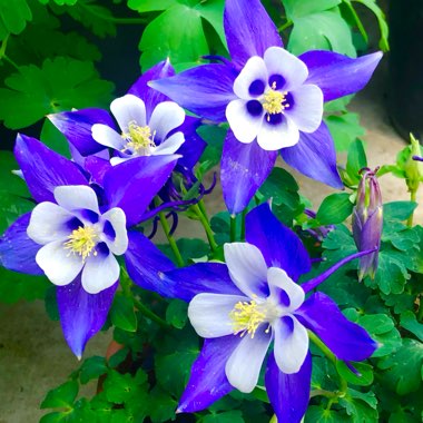 Aquilegia 'Origami Blue & White'