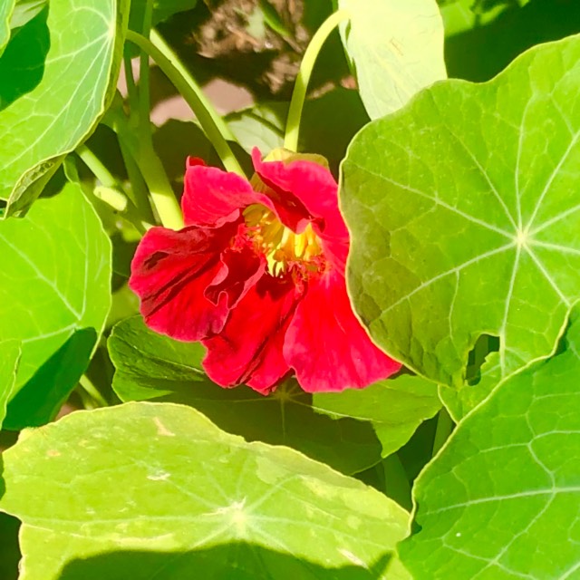 Plant image Tropaeolum majus 'Jewel Cherry Rose'