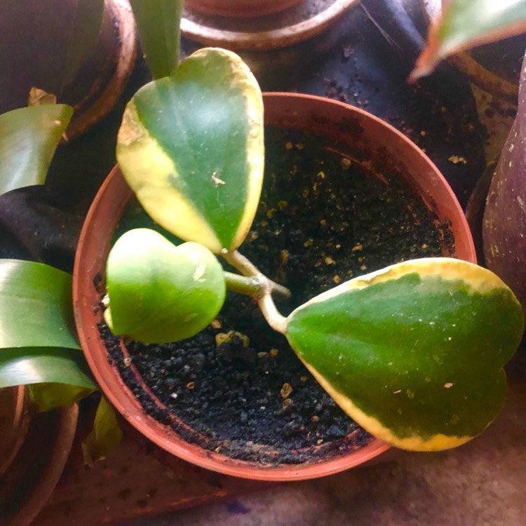 Plant image Hoya kerrii 'Albomarginata'