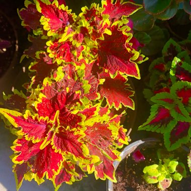 Coleus ‘Vucan'